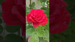 Beautiful Rose Flower Fresh Morning WhatsApp Status VideoYtshortsvideo shortstrending [upl. by Prent581]