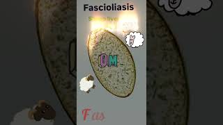 Fasciola hepatica egg⭐ Fascioliasis🤓👍Parasitology👍🔬✅ [upl. by Sollie661]