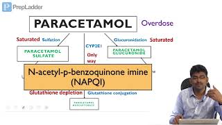 Paracetamol toxicity  Biochemical Basis  Lecture [upl. by Georgie606]