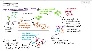 1111 Monoclonal Antibodies Cambridge AS A Level Biology 9700 [upl. by Elvie669]