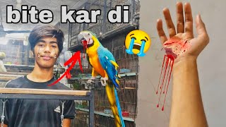 Macaw big parrot ne bite kar di😭 [upl. by Enairda]