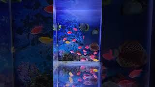 Widow tetra fish  colourfull fish for aquarium music garden song newsong tetrafish viralvideo [upl. by Haddad]