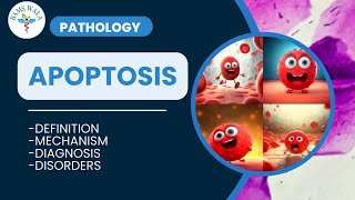 APOPTOSIS  PATHOLOGY  MBBS  BAMS  By BAMS WALA [upl. by Naoj984]