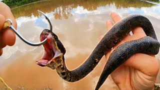 Deadly Snakes for Bait Catch Monster Fish [upl. by Archambault]