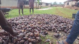 Massive Snail Rearing and Production Ogun [upl. by Hancock]