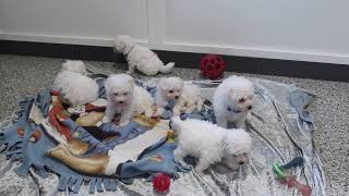 Ellies Bichon Puppies [upl. by Ytsim]