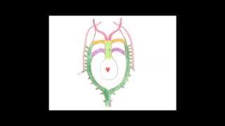 Medical Embryology  Development of the Aortic Arches and Large Arteries [upl. by Ecinnej581]