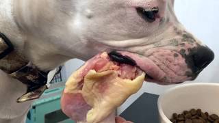 Dogo Argentino eating chicken drumstick asmr [upl. by Ellery]