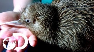 Saving Baby Kiwis From Extinction  Modern Dinosaurs [upl. by Mines]