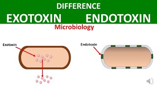 Difference between Exotoxin and Endotoxin [upl. by Ennayllek]