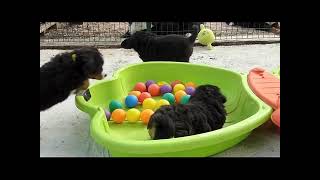 Les Chiots Bouvier Bernois dAstuce et Dolce [upl. by Anelrac436]