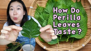 WHAT ARE SHISO PERILLA LEAVES   New Ingredient Mondays [upl. by Kalam991]