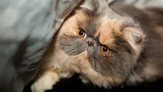 Top 10 Most Popular Cat Breeds In The World [upl. by Shanon478]