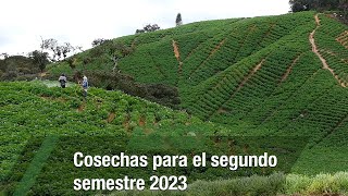 Cosechas para el segundo semestre 2023  TvAgro por Juan Gonzalo Angel Restrepo [upl. by Nosahc]