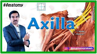 Anatomy of the Axilla by Cadaveric HD images  Dr G Bhanu Prakash [upl. by Yacano]