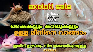 axolotl for sale  കുറഞ്ഞ പൈസക്ക് വാങ്ങിക്കാം  axolotl care price food monster fish sale kerala [upl. by Aciretal]