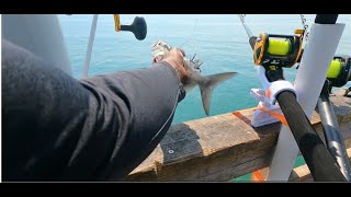 KINGFISH TOURNAMENT IN FULL SWING GIANT FISH HIT MY GIANT BAIT [upl. by Abba861]