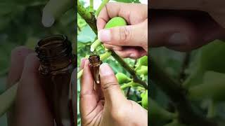 Collect fig liquid use for medicine shortsvideo farming farmequipment shots [upl. by Mehs556]