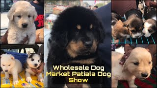 Wholesale Dog Market  Patiala Dog Show 23 Feb 2020 Part 2 [upl. by Kcirtap]