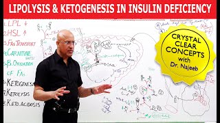 Lipolysis and Ketogenesis in severe Insulin Deficiency👨‍⚕️ [upl. by Winthrop]