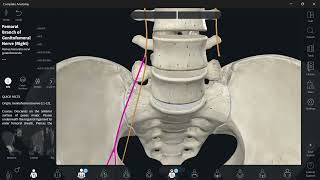 Lumbosacral plexus 4 Genitofemoral nerve شرح [upl. by Anitnoc77]