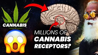 Why Brain Has Millions of Cannabinoid Receptors  Drugs  Addiction  Sadhguru  Adiyogi [upl. by Nirel]