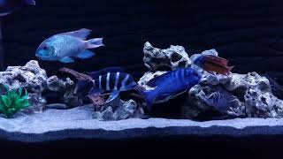 African Cichlids  June 2024 [upl. by Yaj38]