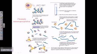 Chromatin immunoprecipitation [upl. by Robillard]