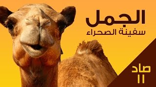 كيف يستطيع الجمل العيش في الصحراء؟ [upl. by Atteras]