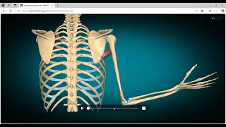 Myologie de lépaule with Dr Mazen N Jron عضلات الكتف مع الدكتور مازن part 2 [upl. by Notyalk]