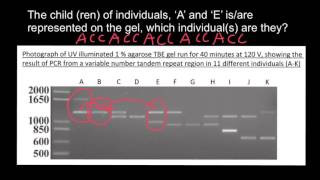 How to understand Gel Electrophoresis results 4 [upl. by Englis]