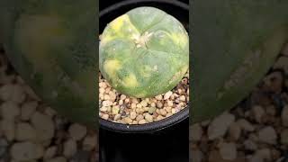 銀冠玉錦4 2024 09 22 Lophophora fricii ＃shorts [upl. by Marwin]