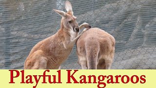 Playful Kangaroos  Hopping Kangaroos  Cute Red Kangaroo  Wallaby  Hopping Marsupials [upl. by Appledorf]