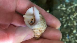 Marine Animal Adaptations Sea Snails [upl. by Mitchiner]