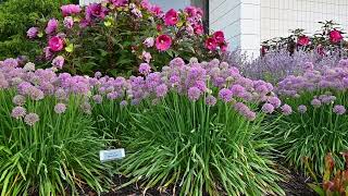 Proven Winners Allium Comparison  Walters Gardens [upl. by Aikahc]