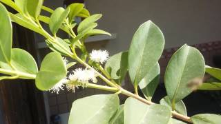 Floração do Araçá em vaso  Psidium cattleianum [upl. by Vince685]