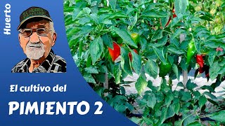 𝗣𝗜𝗠𝗜𝗘𝗡𝗧𝗢 como cultivar pimientos El cultivo completo 2ª parte [upl. by Amekahs998]