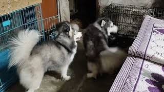 Arjya gir gaya bholu ke masti ke liye ytviraltrendingtalking husky dogpets [upl. by Macknair]