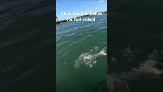 Fishing ponce inlet jetty new smyrna beach DustinLeeOutdoors fish fishing [upl. by Dela405]