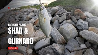 Gurnard and Shad on Spoon [upl. by Lah997]