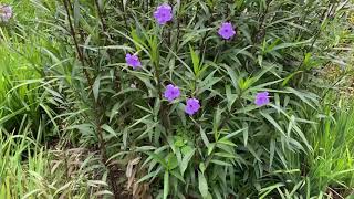 Texas Petunia Ruellia [upl. by Atalaya]