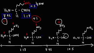 How To Calculate The Isoelectric Point of Amino Acids and Zwitterions [upl. by Jacky378]