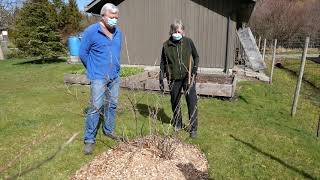 Pruning Gooseberry and Blueberry Bushes in the Comox Valley [upl. by Alekat912]