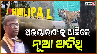 ବାଘୁଣୀ ଯମୁନା ପାଇଁ ଆସିଲା ଗଙ୍ଗା  After Jamuna tigress Ganga brought to Similipal Tiger Reserve [upl. by Saks458]