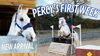 First Week With A New Horse  Weekly Vlog [upl. by Yrocej]