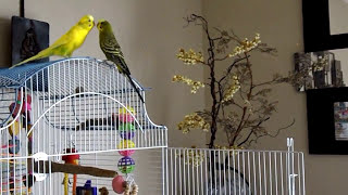 Budgies fighting then kissing and feeding each other D [upl. by Neron800]