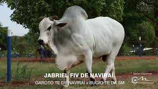 JABRIEL FIV DE NAVIRAÍ [upl. by Gardal]