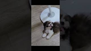 Kuch to hua hai dog shihtzu goldenretriever shorts puppy [upl. by Sillyhp887]