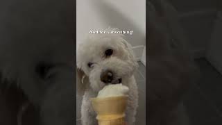 Puppys first ice cream 100 sub special❤️ puppy cat thankyou cute fluffly dog [upl. by Wanids]