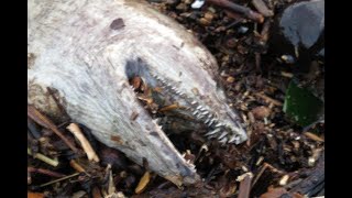 Worlds longest species of moray eel hunting fish [upl. by Eerpud]